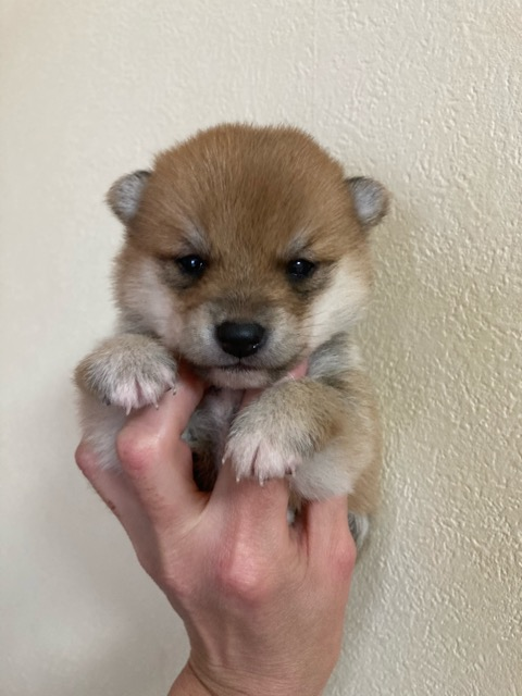 画像に alt 属性が指定されていません。ファイル名: image-60.png